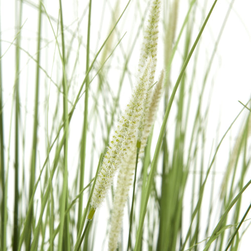 Large Onion Grass Plant In Pot detail