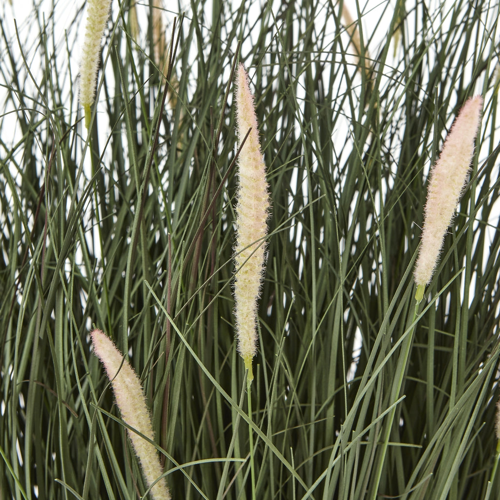 Large Fountain Grass Plant In Pot detail
