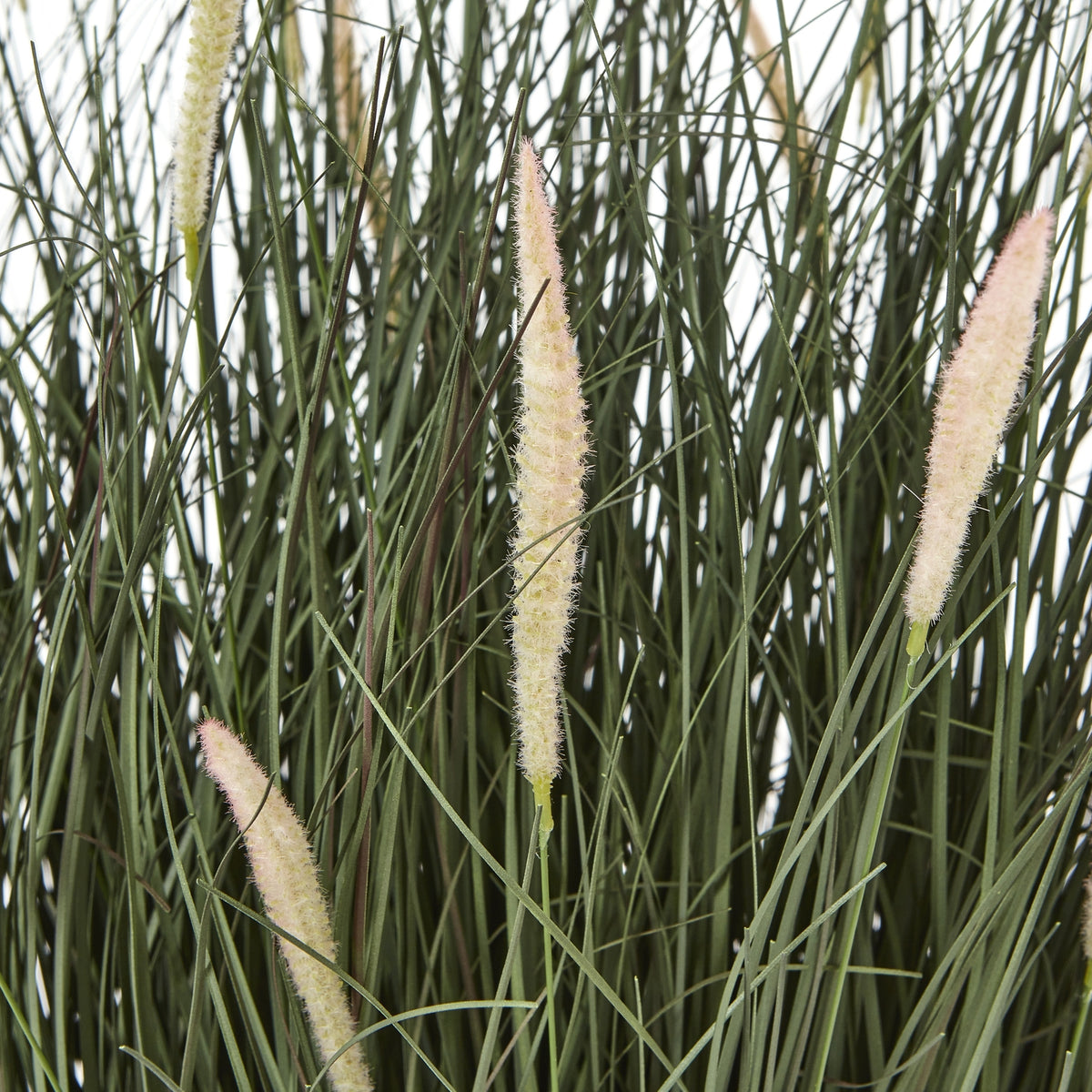 Large Fountain Grass Plant In Pot detail